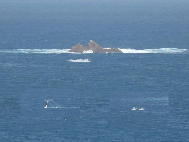 (14) Whales at play .jpg